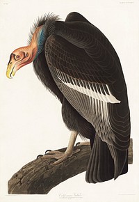 Californian Vulture from Birds of America (1827) by John James Audubon (1785 - 1851 ), etched by Robert Havell (1793 - 1878). Original from third party source. Digitally enhanced by rawpixel.