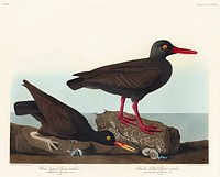 White-legged Oyster-catcher, or Slender-billed Oyster-catcher from Birds of America (1827) by John James Audubon (1785 - 1851), etched by Robert Havell (1793 - 1878). Original from third party source. Digitally enhanced by rawpixel.