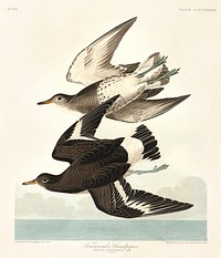 Townsend's Sandpiper from Birds of America (1827) by John James Audubon (1785 - 1851), etched by Robert Havell (1793 - 1878). Original from third party source. Digitally enhanced by rawpixel.