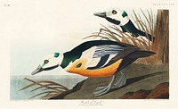 Western Duck from Birds of America (1827) by John James Audubon (1785 - 1851), etched by Robert Havell (1793 - 1878). Original from third party source. Digitally enhanced by rawpixel.