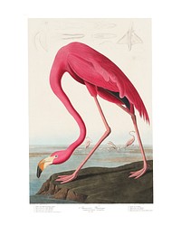 Pink Flamingo vintage illustration wall art print and poster design. Original from Birds of America by John James Audubon, digitally enhanced by rawpixel.