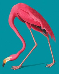 Vintage Illustration of Pink Flamingo
