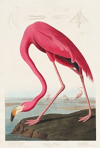 Pink Flamingo from Birds of America (1827) by <a href="https://www.rawpixel.com/search/John%20James%20Audubon?sort=curated&amp;type=all&amp;page=1">John James Audubon</a> (1785 - 1851 ), etched by Robert Havell (1793 - 1878). Original from University of Pittsburg. Digitally enhanced by rawpixel.