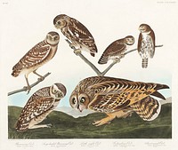 Burrowing Owl, Large-Headed Burrowing Owl, Little Night Owl, Columbian Owl and Short-cared Owl from Birds of America (1827) by John James Audubon (1785 - 1851 ), etched by Robert Havell (1793 - 1878). Original from third party source. Digitally enhanced by rawpixel.