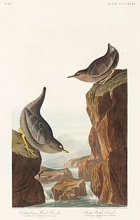 Columbian Water Ouzel and Arctic Water Ouzel from Birds of America (1838) by John James Audubon (1785 - 1851 ), etched by William Home Lizars (1788 - 1859). Original from third party source. Digitally enhanced by rawpixel.