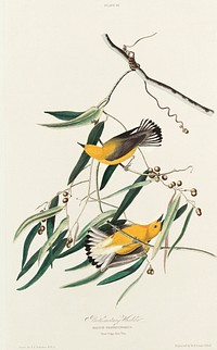 Prothonotary Warbler from Birds of America (1827) by John James Audubon, etched by William Home Lizars. Original from University of Pittsburg. Digitally enhanced by rawpixel.
