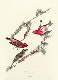 Purple Finch from Birds of America (1827) by John James Audubon, etched by William Home Lizars. Original from University of Pittsburg. Digitally enhanced by rawpixel.