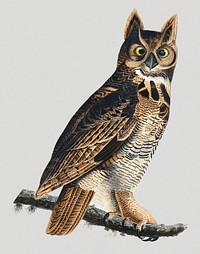 Vintage Illustration of Great Horned Owl