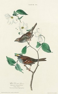 White throated Sparrow from Birds of America (1827) by John James Audubon, etched by William Home Lizars. Original from University of Pittsburg. Digitally enhanced by rawpixel.