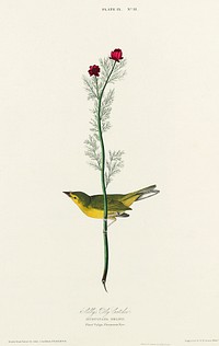 Selby&#39;s Flycatcher from Birds of America (1827) by John James Audubon, etched by William Home Lizars. Original from University of Pittsburg. Digitally enhanced by rawpixel.