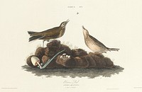 Brown Lark from Birds of America (1827) by John James Audubon, etched by William Home Lizars. Original from University of Pittsburg. Digitally enhanced by rawpixel.