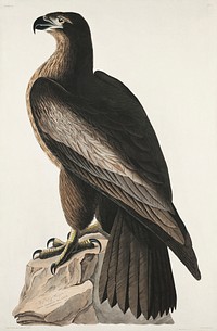 The Bird of Washington or Great American Sea Eagle from Birds of America (1827) by John James Audubon, etched by William Home Lizars. Original from University of Pittsburg. Digitally enhanced by rawpixel.