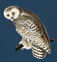 Vintage Illustration of Snowy Owl.