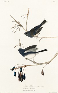 Snow Bird from Birds of America (1827) by John James Audubon, etched by William Home Lizars. Original from University of Pittsburg. Digitally enhanced by rawpixel.