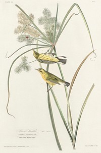 Prairie Warbler from Birds of America (1827) by John James Audubon, etched by William Home Lizars. Original from University of Pittsburg. Digitally enhanced by rawpixel.