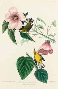 Blue-winged Yellow Warbler from Birds of America (1827) by John James Audubon, etched by William Home Lizars. Original from University of Pittsburg. Digitally enhanced by rawpixel.