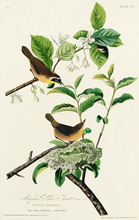 Yellow-breasted Warbler from Birds of America (1827) by John James Audubon, etched by William Home Lizars. Original from University of Pittsburg. Digitally enhanced by rawpixel.