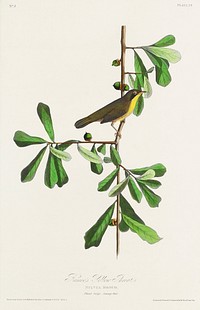 Roscoe's Yellow-throat from Birds of America (1827) by John James Audubon, etched by William Home Lizars. Original from University of Pittsburg. Digitally enhanced by rawpixel.