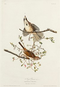 Song Sparrow from Birds of America (1827) by John James Audubon, etched by William Home Lizars. Original from University of Pittsburg. Digitally enhanced by rawpixel.