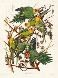 Carolina Parrot from Birds of America (1827) by John James Audubon, etched by William Home Lizars. Original from University of Pittsburg. Digitally enhanced by rawpixel.