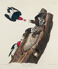 Red-headed Woodpecker from Birds of America (1827) by John James Audubon, etched by William Home Lizars. Original from University of Pittsburg. Digitally enhanced by rawpixel.