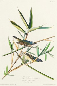 Vireo Solitarius from Birds of America (1827) by John James Audubon, etched by William Home Lizars. Original from University of Pittsburg. Digitally enhanced by rawpixel.