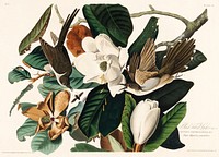 Black-billed Cuckoo from Birds of America (1827) by John James Audubon, etched by William Home Lizars. Original from University of Pittsburg. Digitally enhanced by rawpixel.