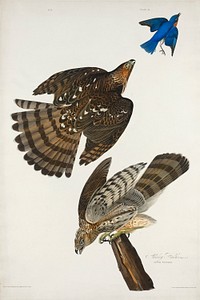 Stanley Hawk from Birds of America (1827) by John James Audubon, etched by William Home Lizars. Original from University of Pittsburg. Digitally enhanced by rawpixel.