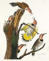 Golden-winged Woodpecker from Birds of America (1827) by John James Audubon, etched by William Home Lizars. Original from University of Pittsburg. Digitally enhanced by rawpixel.