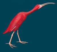 Vintage Illustration of Scarlet Ibis