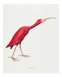 Vintage Scarlet Ibis illustration wall art print and poster.