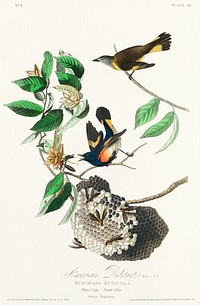 American Redstart from Birds of America (1827) by John James Audubon, etched by William Home Lizars. Original from University of Pittsburg. Digitally enhanced by rawpixel.