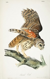 Plat from Birds of America (1827) by John James Audubon, etched by William Home Lizars. Original from University of Pittsburg. Digitally enhanced by rawpixel.
