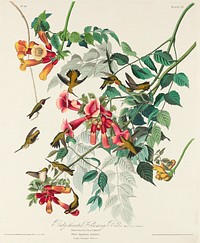 Ruby-throated Humming Bird from Birds of America (1827) by John James Audubon, etched by William Home Lizars. Original from University of Pittsburg. Digitally enhanced by rawpixel.