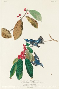 Azure Warbler from Birds of America (1827) by John James Audubon, etched by William Home Lizars. Original from University of Pittsburg. Digitally enhanced by rawpixel.