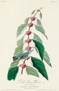 Blue-green Warbler from Birds of America (1827) by John James Audubon, etched by William Home Lizars. Original from University of Pittsburg. Digitally enhanced by rawpixel.