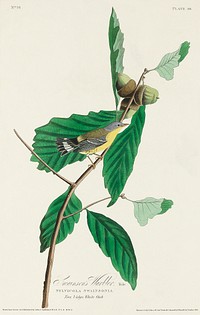 Black & Yellow Warbler from Birds of America (1827) by John James Audubon, etched by William Home Lizars. Original from University of Pittsburg. Digitally enhanced by rawpixel.
