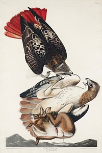 Red-tailed Hawk from Birds of America (1827) by John James Audubon, etched by William Home Lizars. Original from University of Pittsburg. Digitally enhanced by rawpixel.