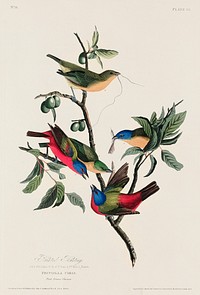 Painted Finch from Birds of America (1827) by John James Audubon, etched by William Home Lizars. Original from University of Pittsburg. Digitally enhanced by rawpixel.