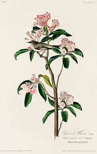 Cuvier&#39;s Kinglet from Birds of America (1827) by John James Audubon, etched by William Home Lizars. Original from University of Pittsburg. Digitally enhanced by rawpixel.