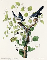 Loggerhead Shrike from Birds of America (1827) by John James Audubon, etched by William Home Lizars. Original from University of Pittsburg. Digitally enhanced by rawpixel.