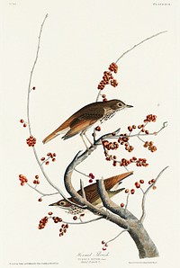 Hermit Thrush from Birds of America (1827) by John James Audubon, etched by William Home Lizars. Original from University of Pittsburg. Digitally enhanced by rawpixel.