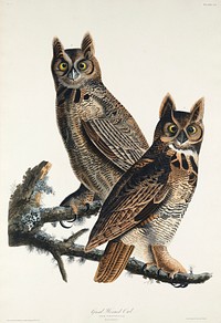 Great Horned Owl from Birds of America (1827) by John James Audubon, etched by William Home Lizars. Original from University of Pittsburg. Digitally enhanced by rawpixel.