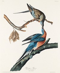 Passenger Pigeon from Birds of America (1827) by John James Audubon, etched by William Home Lizars. Original from University of Pittsburg. Digitally enhanced by rawpixel.