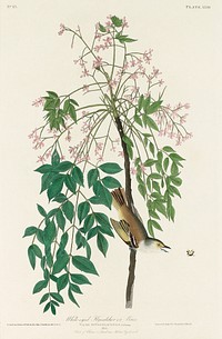 White-eyed Flycatcher, or Vireo from Birds of America (1827) by John James Audubon, etched by William Home Lizars. Original from University of Pittsburg. Digitally enhanced by rawpixel.