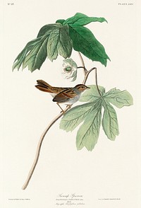 Swamp Sparrow from Birds of America (1827) by John James Audubon, etched by William Home Lizars. Original from University of Pittsburg. Digitally enhanced by rawpixel.