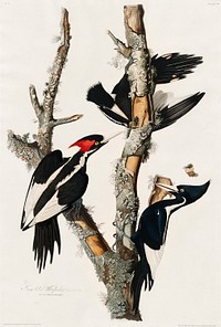 Ivory-billed Woodpecker from Birds of America (1827) by John James Audubon, etched by William Home Lizars. Original from University of Pittsburg. Digitally enhanced by rawpixel.
