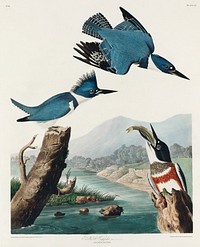 Belted Kingfisher from Birds of America (1827) by John James Audubon, etched by William Home Lizars. Original from University of Pittsburg. Digitally enhanced by rawpixel.