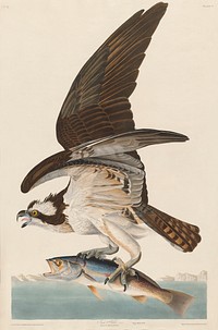 Fish Hawk, or Osprey from Birds of America (1827) by John James Audubon, etched by William Home Lizars. Original from University of Pittsburg. Digitally enhanced by rawpixel.