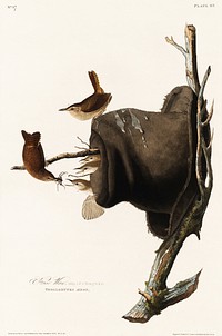 House Wren from Birds of America (1827) by John James Audubon, etched by William Home Lizars. Original from University of Pittsburg. Digitally enhanced by rawpixel.